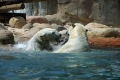 Memphis Zoo